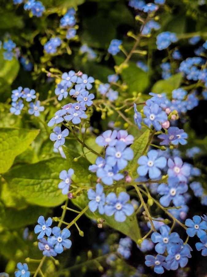 Ferienwohnung Vergissmeinnicht Gengenbach Eksteriør bilde